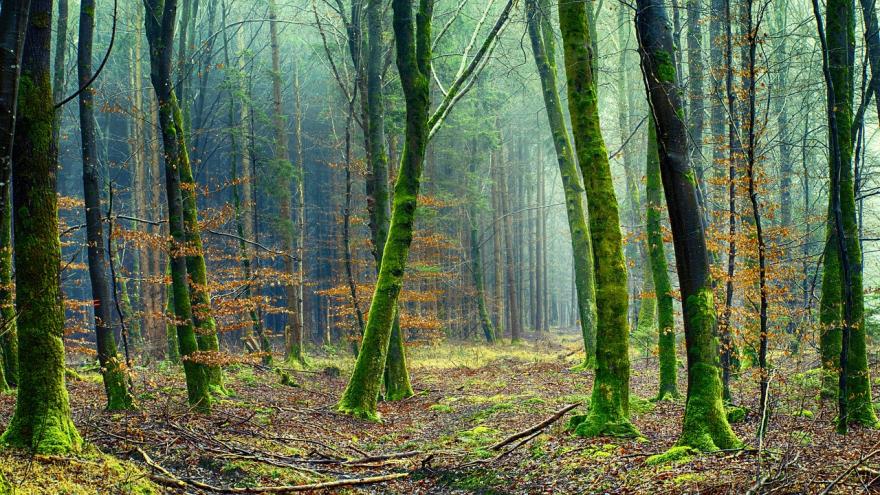 Wald