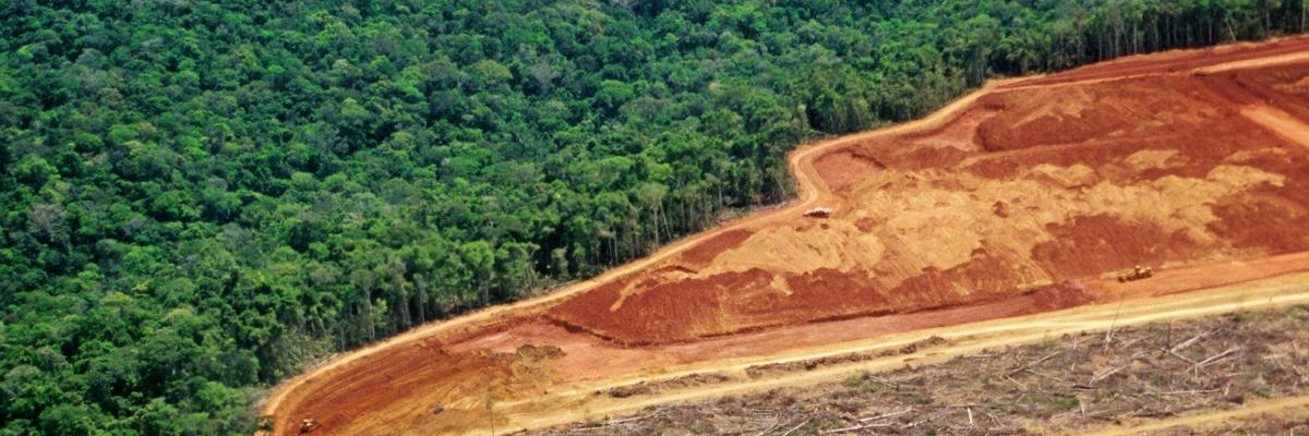Umweltzerstörung: Abholzung von Regenwald