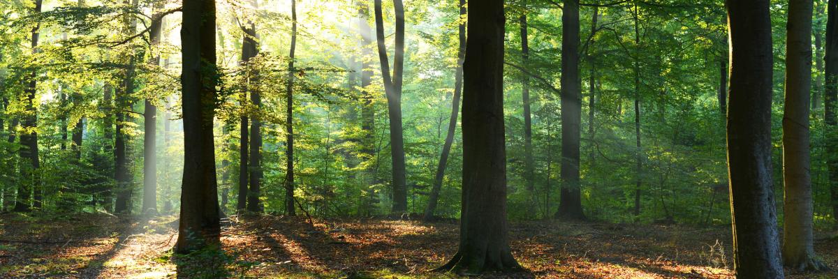 Naturnaher Wald
